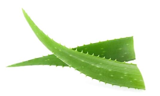 Fungent aloe vera içerir