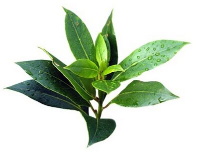 Fungent çay ağacı yağı içerir